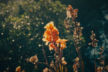 Travel with us to Australia 💎